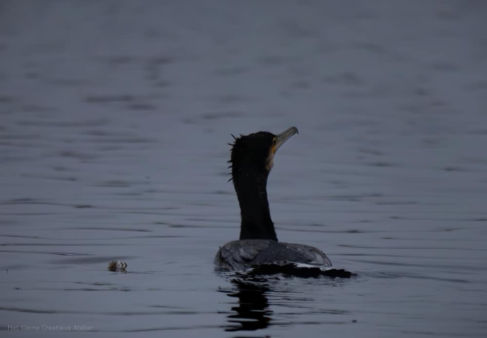 Cormorant with out of bed look