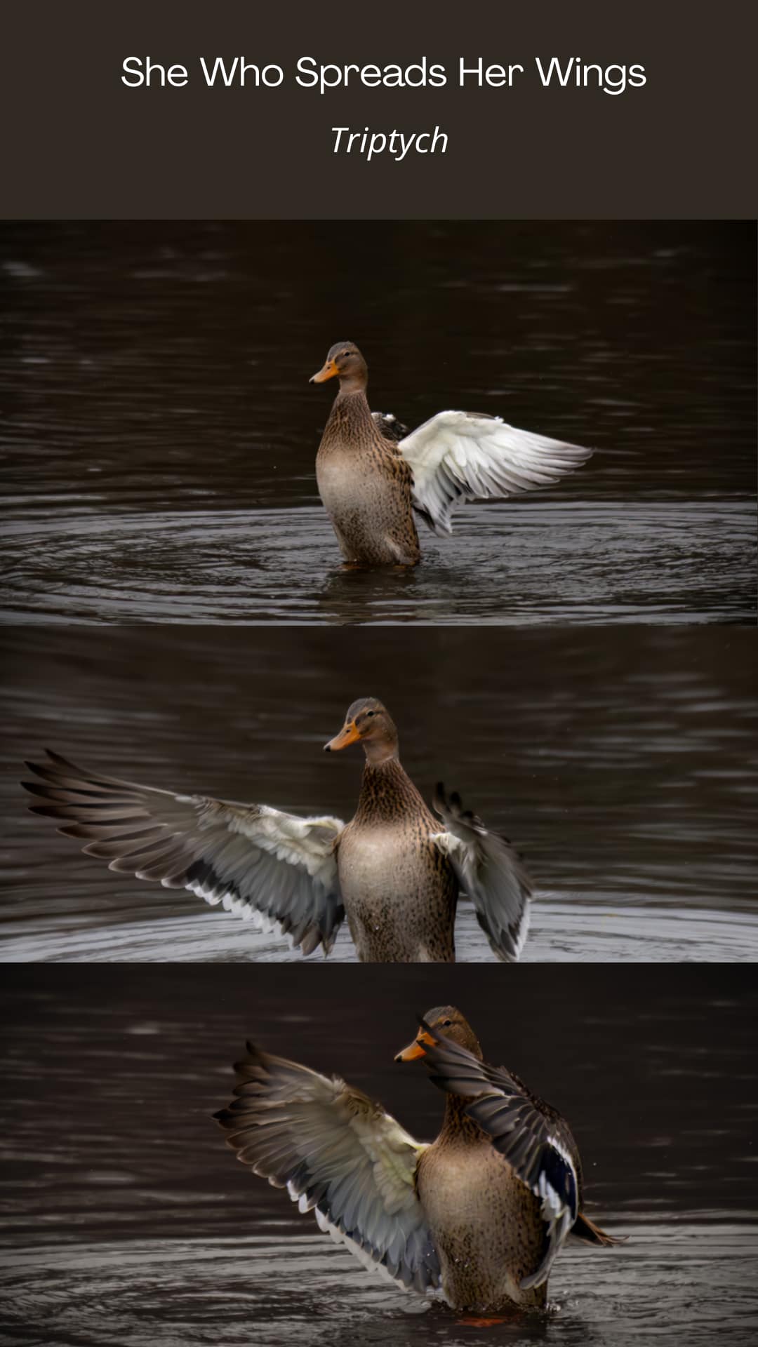 She Who Spreads Her Wings – Triptych