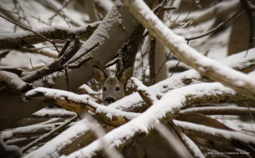 Male Roe Deer between the branches