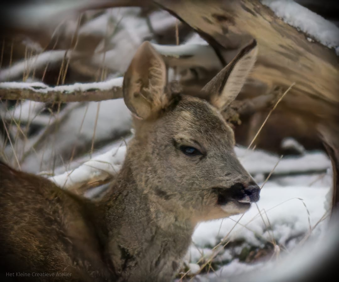Female Roe Deer Close Up
