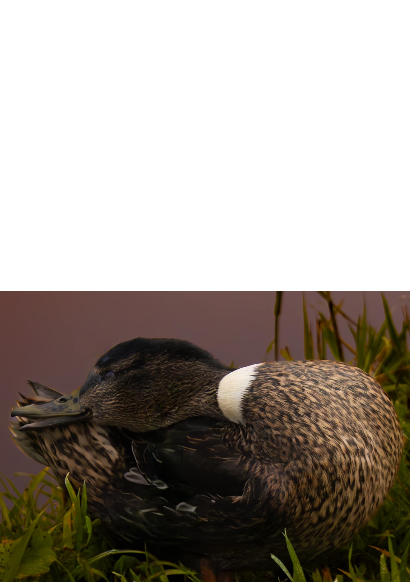 Folded Card Set: Duck Collection - Image 2