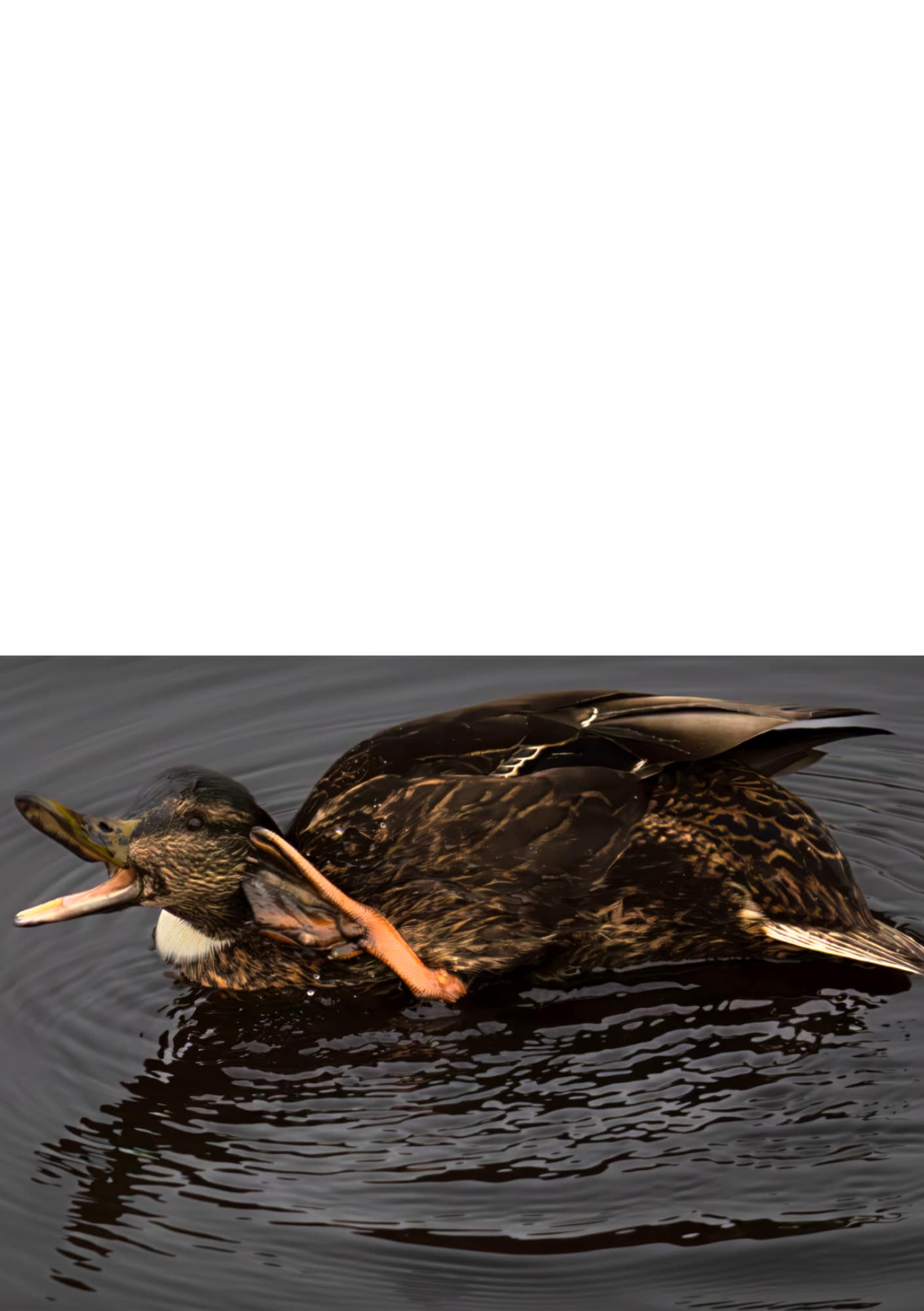 Folded Card Set: Duck Collection - Image 3