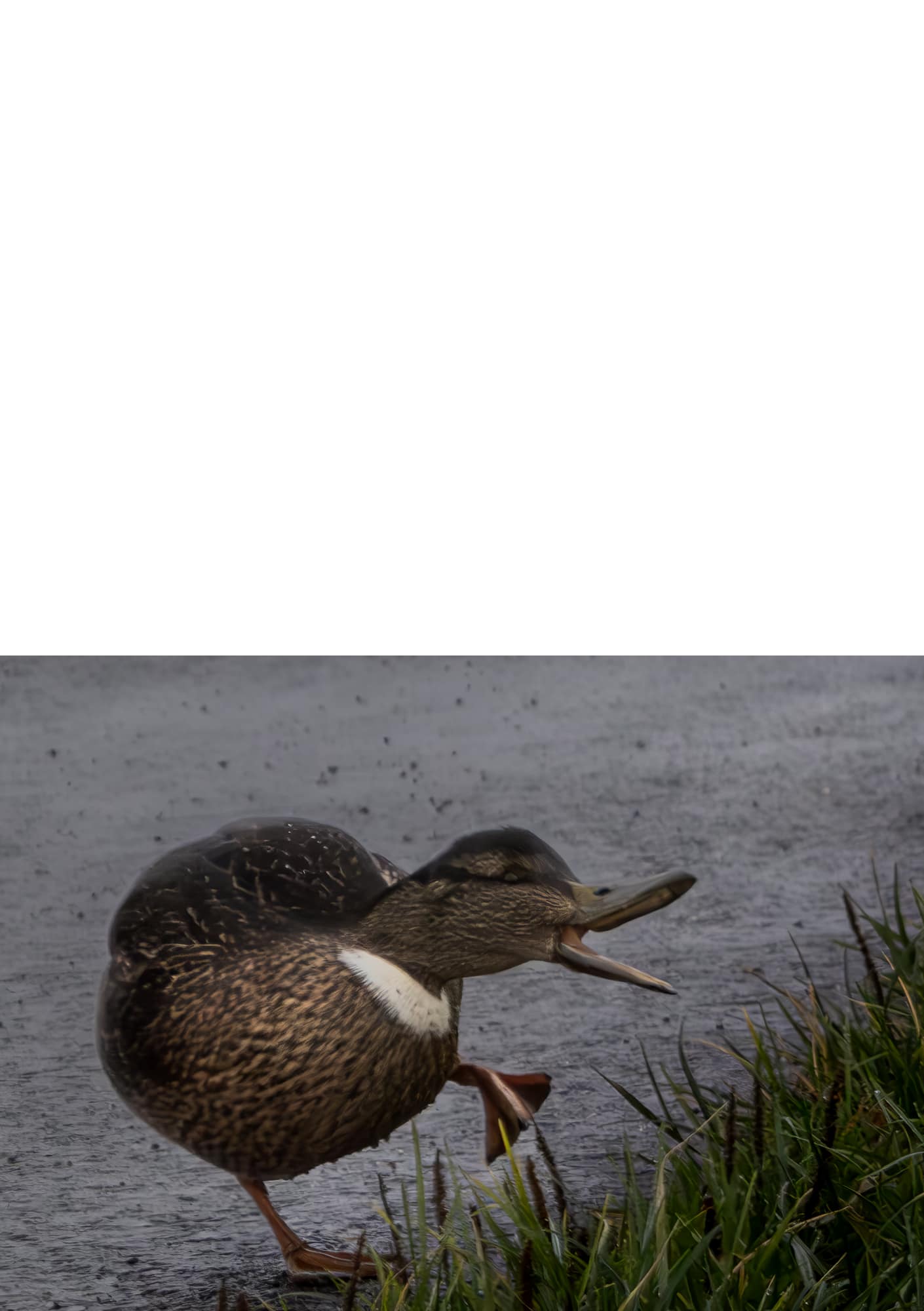 Folded Card Set: Duck Collection - Image 4