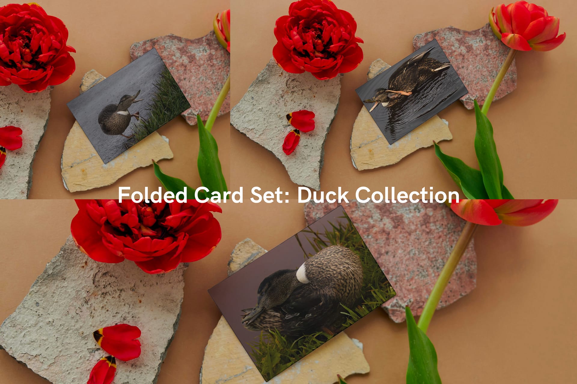 Folded Card Set: Duck Collection