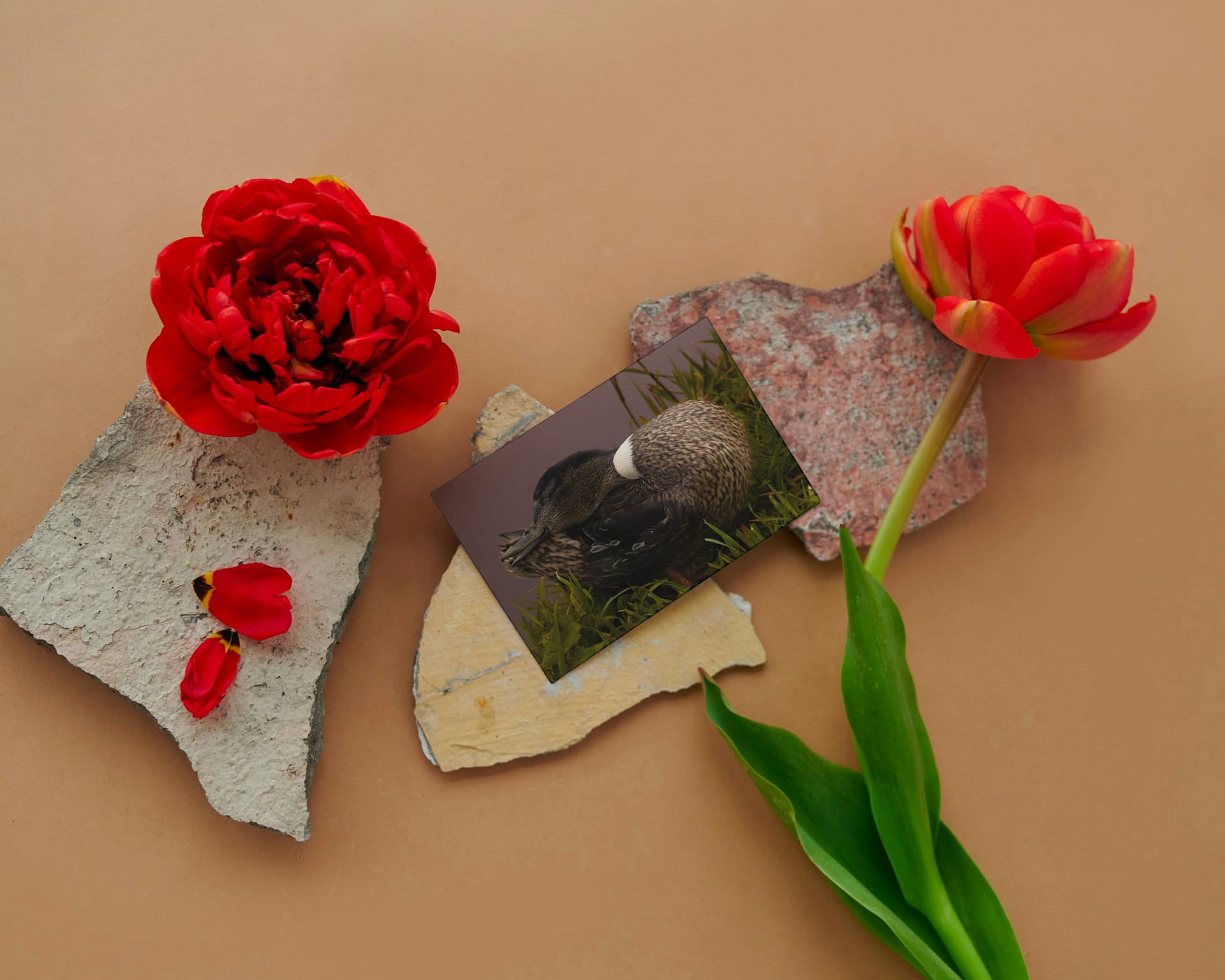 Folded Card: Adorable duck