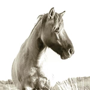 Black and white Konik Horse