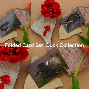 Folded Card Set: Duck Collection