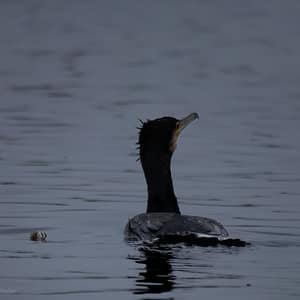 Cormorants