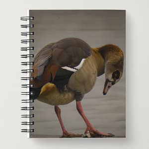 Notebook: Egyptian goose