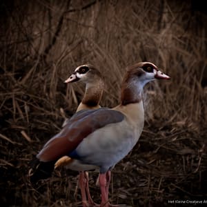 Egyptian geese
