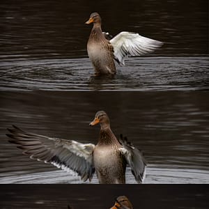 She Who Spreads Her Wings – Triptych