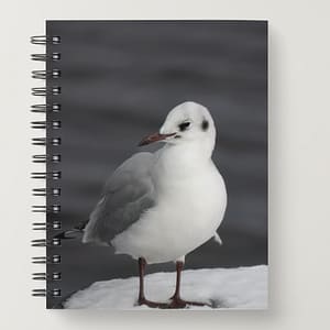 Notebook: Gull