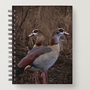 Notebook: Egyptian geese