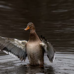 Female Duck with outspread wings