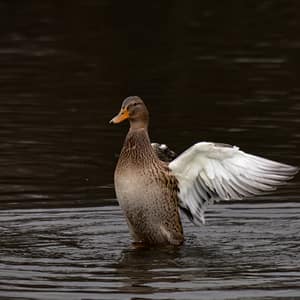 Female Duck moves