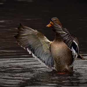 Female Duck