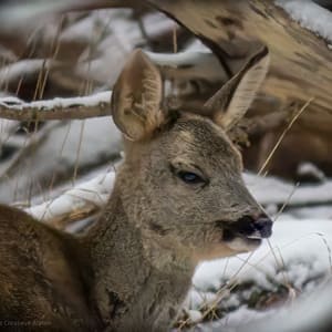 Female Roe Deer Close Up