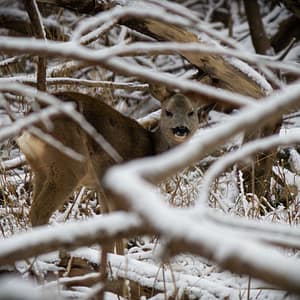 Female Roe Deer between the branches