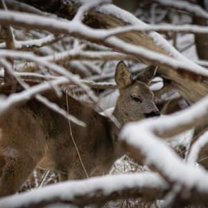 Female Roe Deer