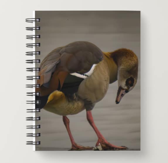 Notebook: Egyptian goose